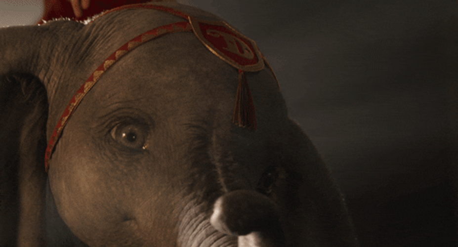 Elephant Raising Its Nose GIF