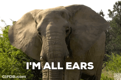 Elephant Saying I'm All Ears GIF