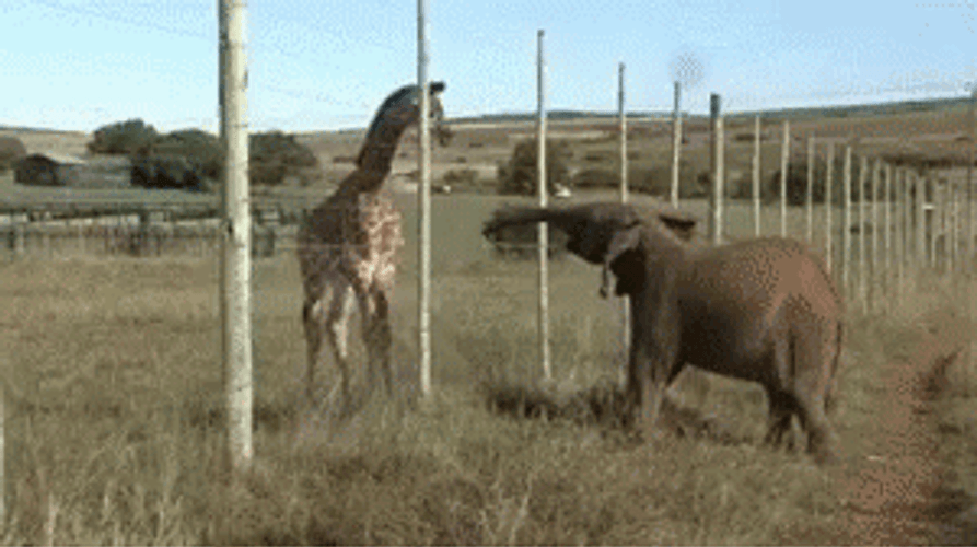 Elephant Slapping A Giraffe GIF