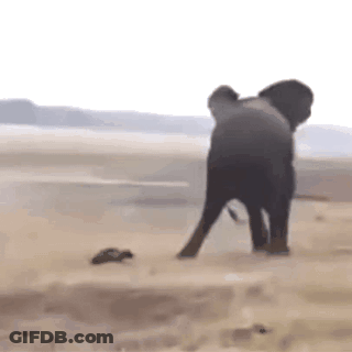 Elephant Standing In Sandy Field GIF