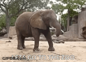 Elephant Standing In Zoo Enclosure GIF