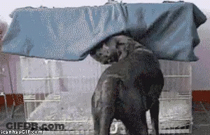 Elephant Standing Under Blue Blanket In Cage GIF