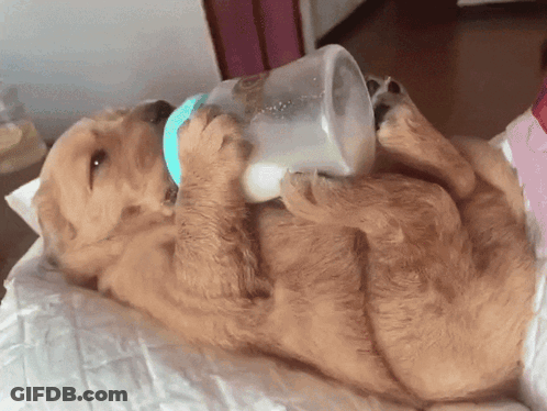 Elephant Standing Under Blue Tarp Saying Good Morning GIF