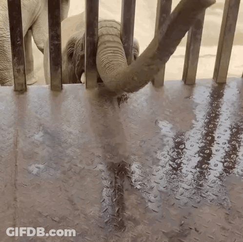 Elephant Sticking Trunk Through Fence GIF