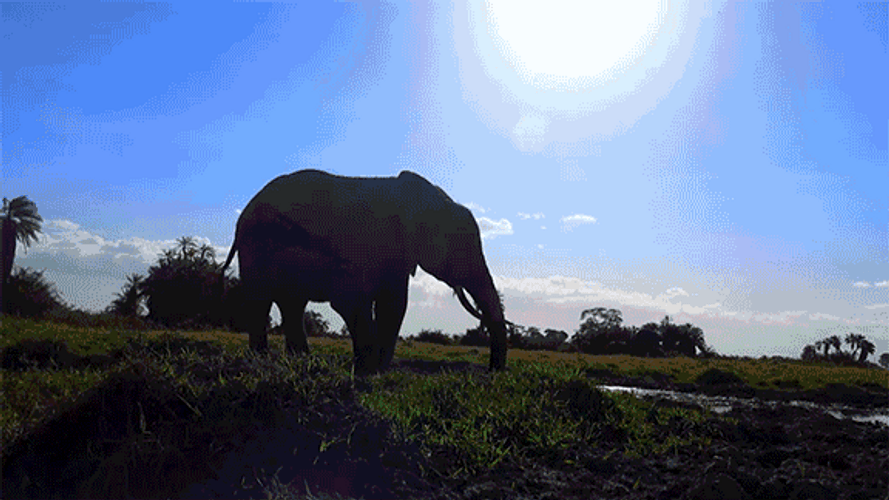 Elephant Throwing Mud GIF