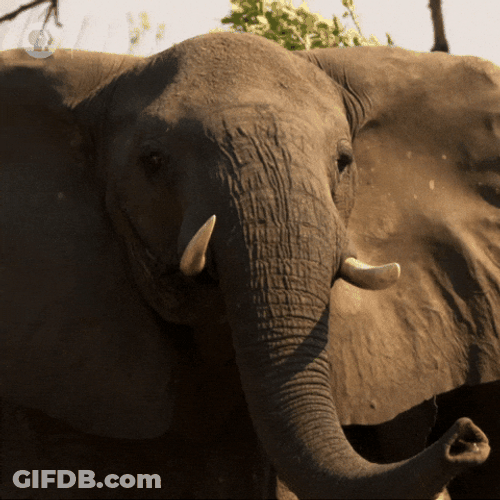 Elephant Trumpets For A Funny Holiday GIF