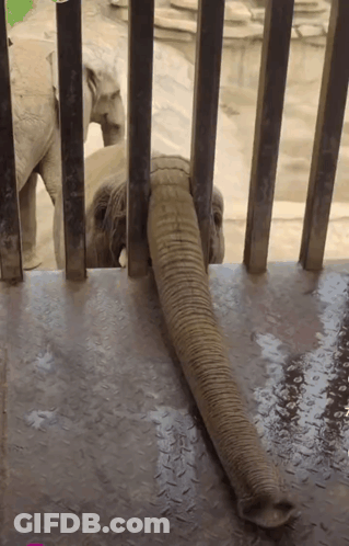 Elephant Trunk Sticking Out Of Metal Cage GIF