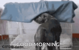 Elephant Under Blue Tarp Saying Good Morning GIF