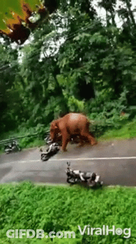 Elephant Walking Beside Motorcycle GIF