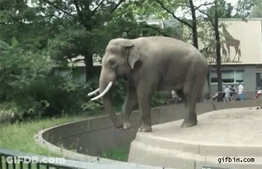 Elephant Walking Near Zoo Fence GIF