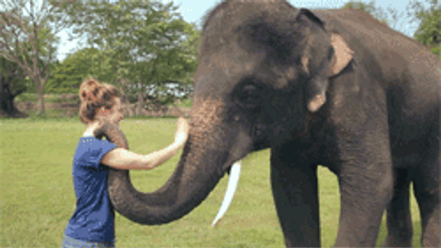 Elephant Waving Nose GIF