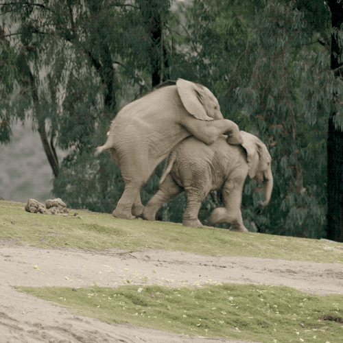 Elephants Slide Playing Cute Animal GIF
