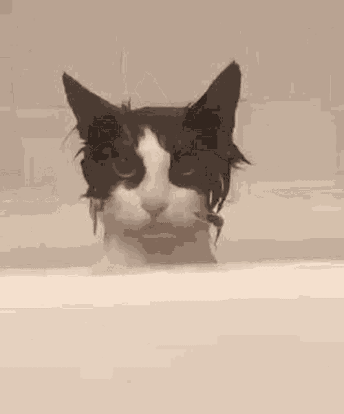Elicats Meme GIF
