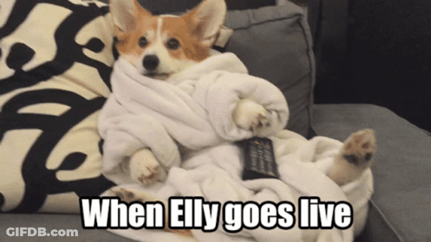 Elly Goes Live Cute Corgi Meme GIF