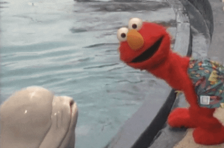 Elmo And Dolphin Kissing Him GIF