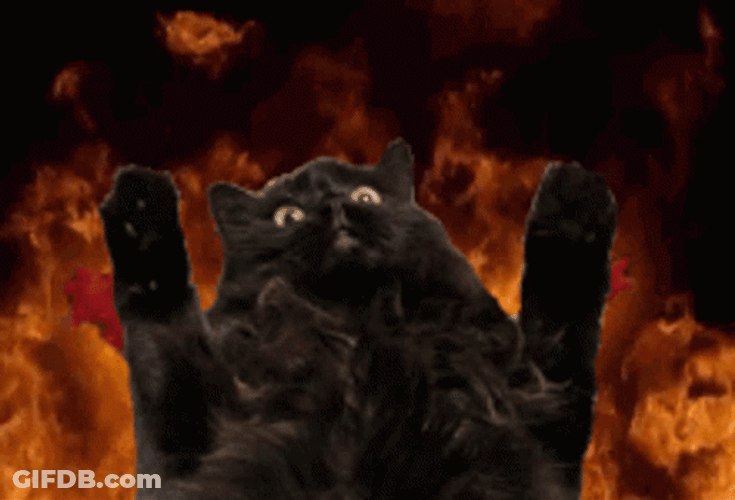 Elmo Fire Meme Black Cat GIF