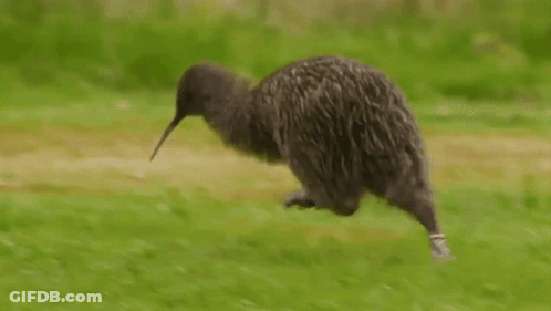 Elmo Holding Two Kiwi Fruits GIF