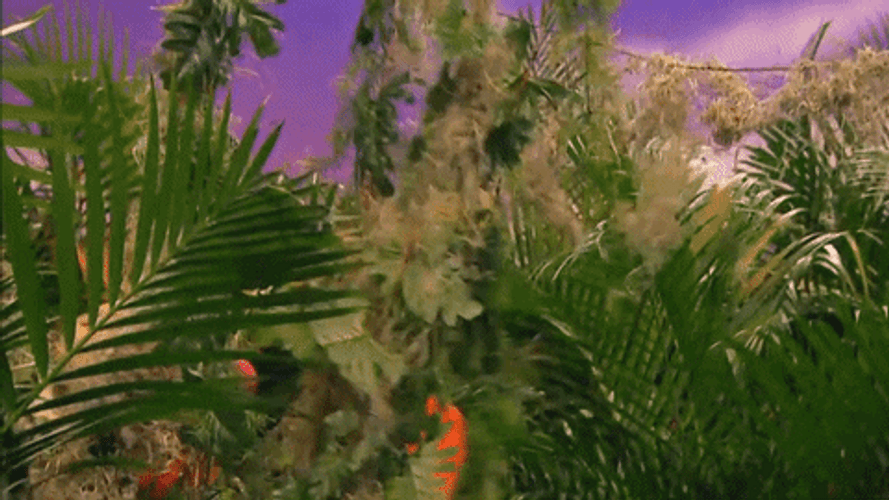 Elmo Scout Ranger GIF