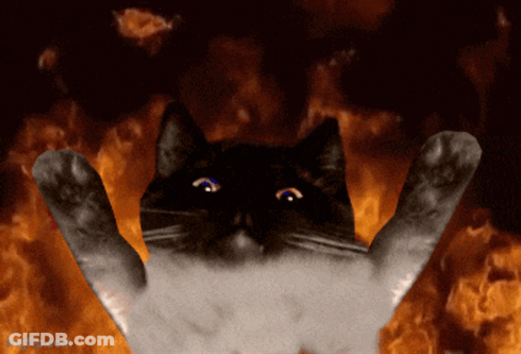 Elmowg Elmo Cat GIF