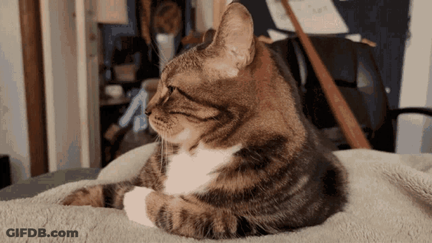 Elon Musk GIF