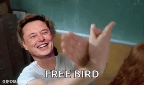 Elon Musk Giving A High Five To A Cat With The Words Free Bird Written Below Him GIF