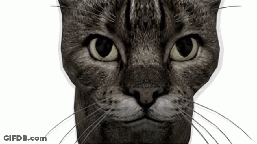 Elongated Cat Vibing GIF