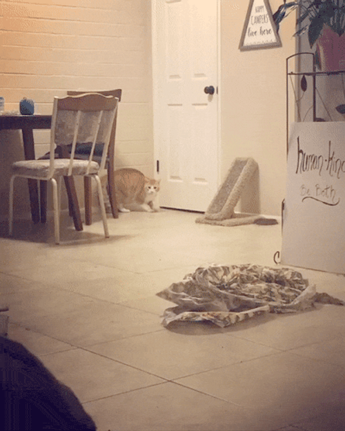 Embarrassed Cat Tripped Running GIF