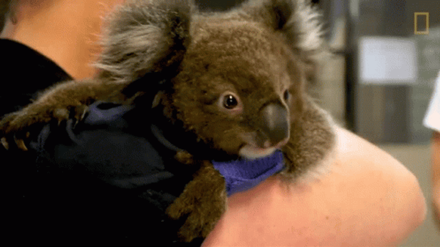 Embracing A Koala GIF