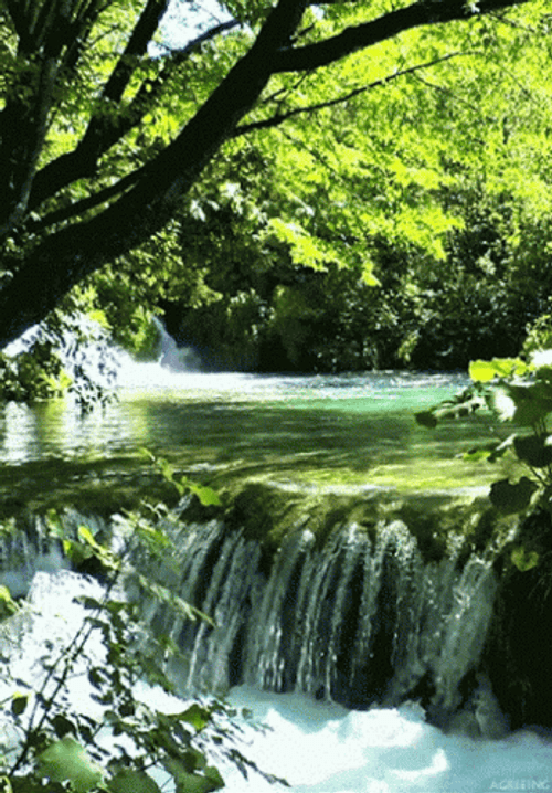 Emerald Green Nature GIF