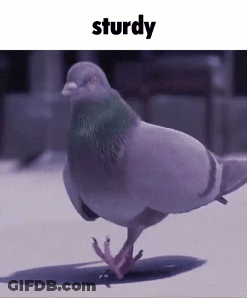 Emmit Fenn Pigeon Sturdy Vibes GIF