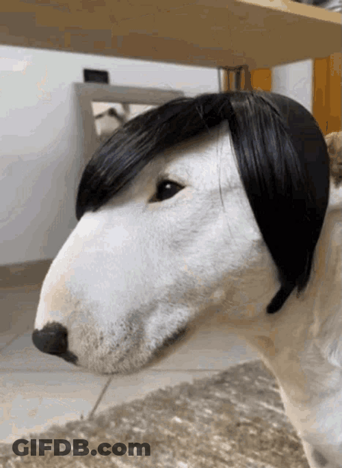 Emo Bull Terrier Dog GIF