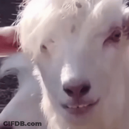 Emo Face Funny Goat Eating GIF