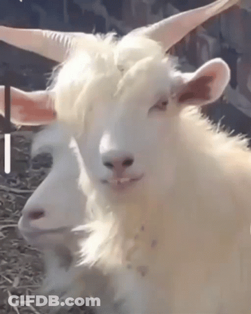 Emo White Goat Meme GIF