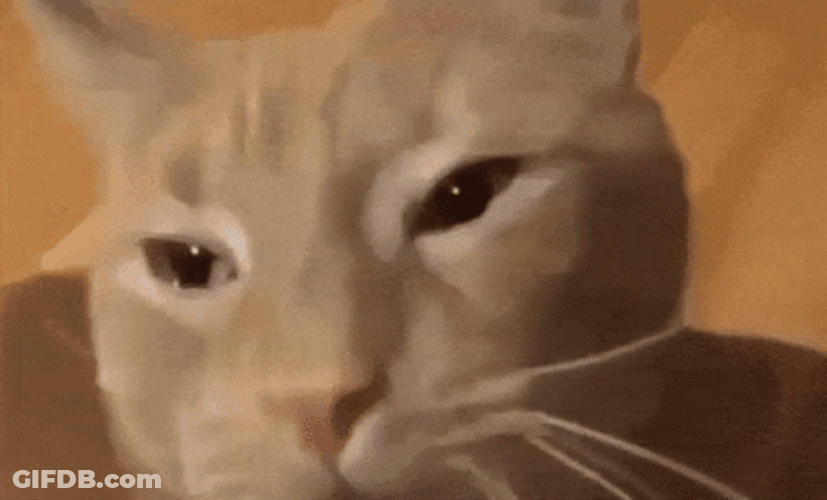 Emotional Tearful Crying Cat GIF