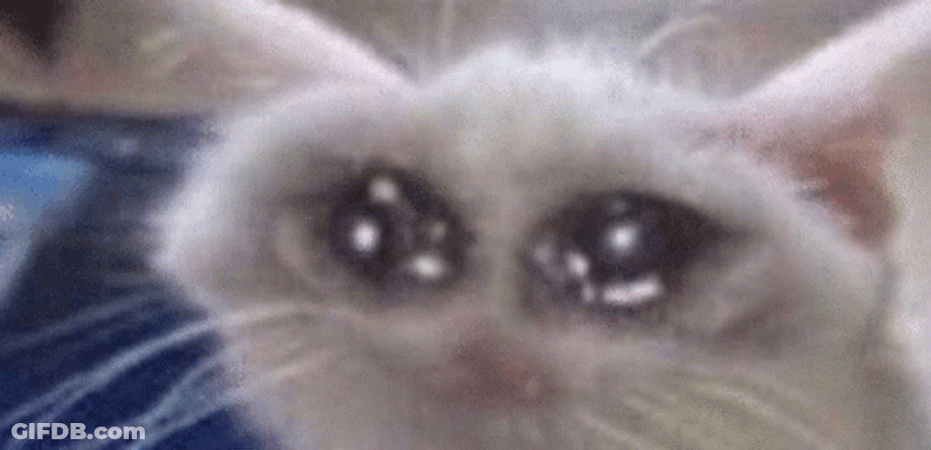 Emotional Teary-Eyed Crying Cat GIF