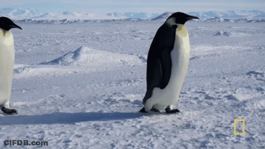 Emperor Penguins Walking Slow On Ice GIF