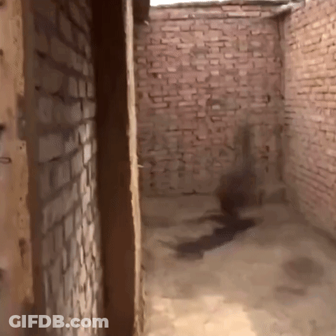 Empty Room With Brick Wall And Wooden Door GIF