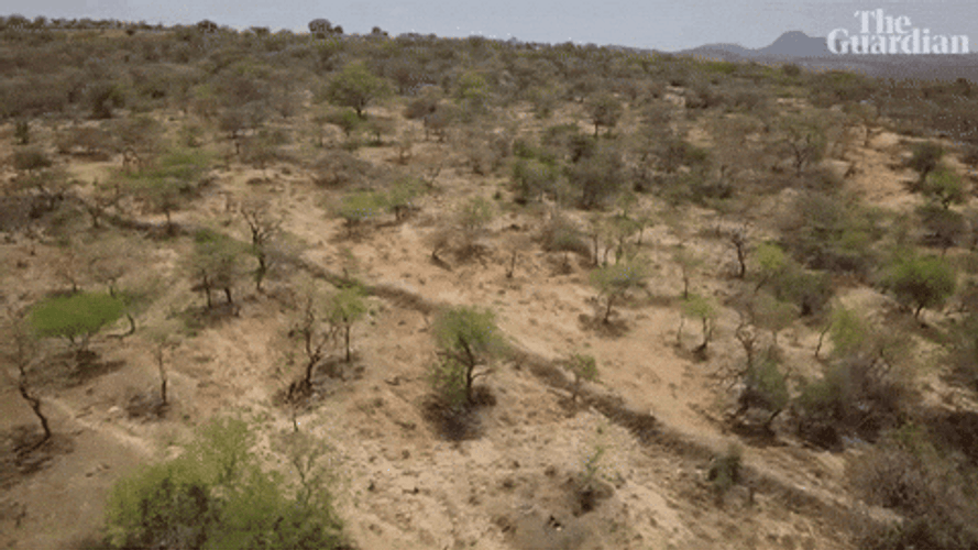 Empty Trees Africa GIF