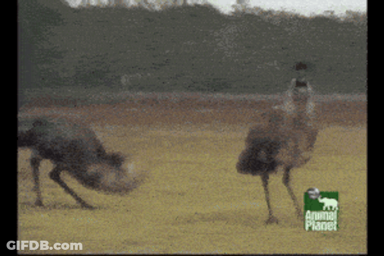 Emu Dance GIF