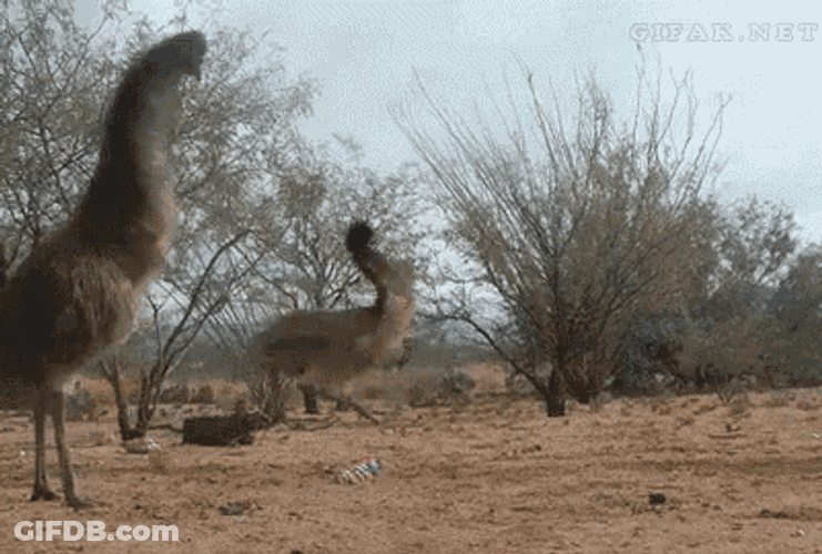Emu Jump GIF