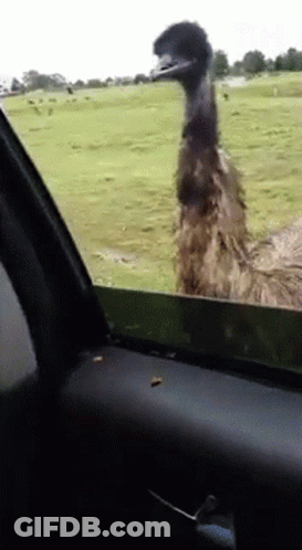 Emu Looking Out Car Window GIF
