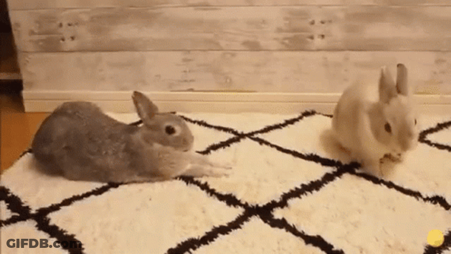 Endearing Bunny Stretch On Floor GIF