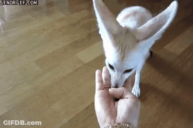 Endearing Fennec Fox Scratching Human Hand GIF