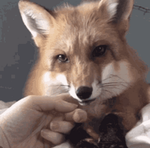 Endearing Fox Cuddle GIF