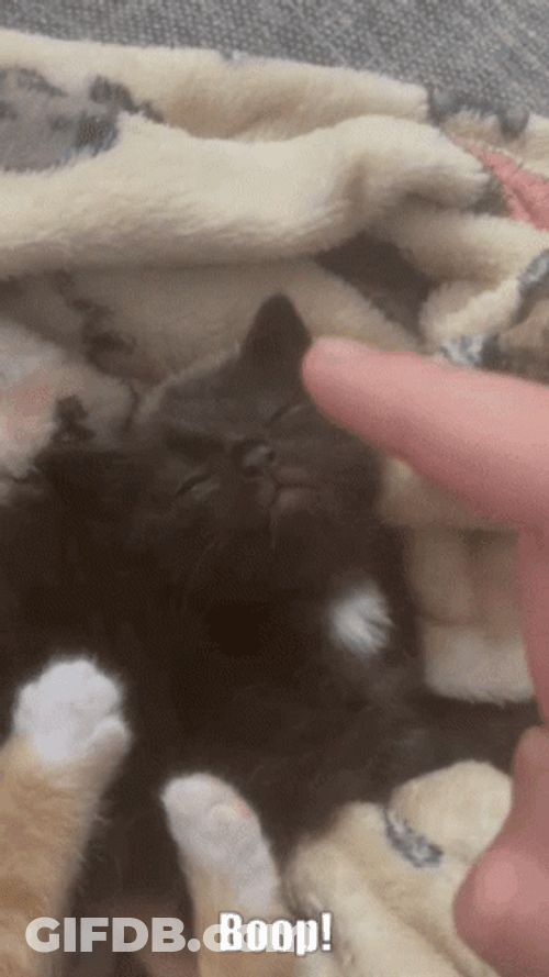 Endearing Kitten Nose Boop GIF