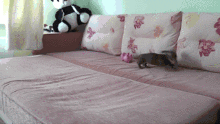 Endless Puppy High Energy GIF