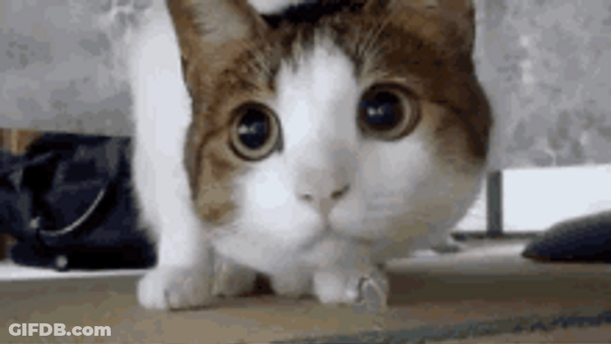 Energetic Cat Searching For Prey GIF
