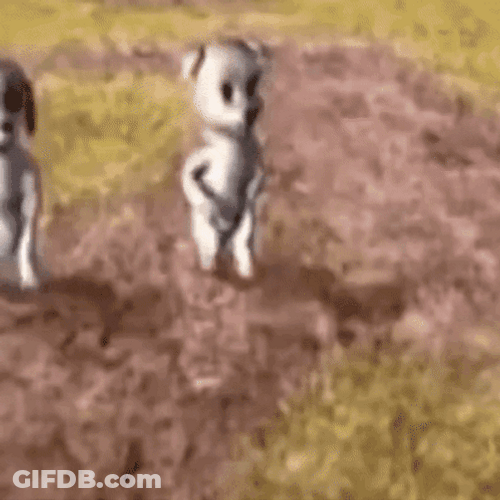 Energetic Dancing Funny Barbie Dogs GIF