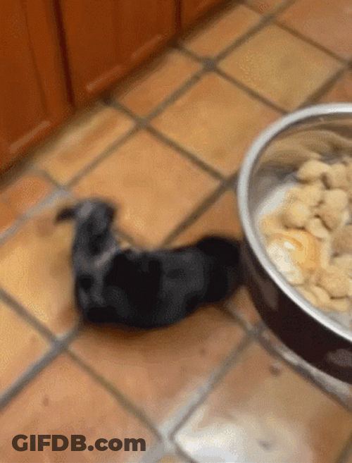 Energetic Dog Chasing Tail Eating Time GIF
