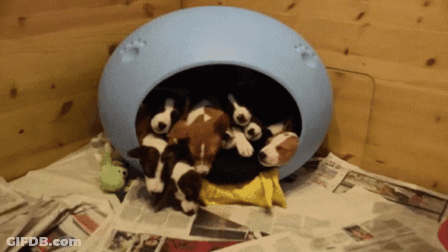 Energetic Puppies Running GIF